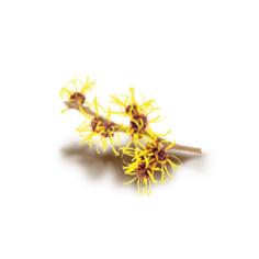 HAMAMELIS