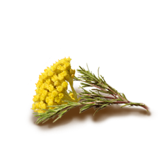 SMILJE
