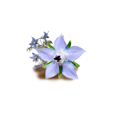 BORAGO / ULJE